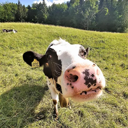 Am Schindelberglift Apartmán Oberstaufen