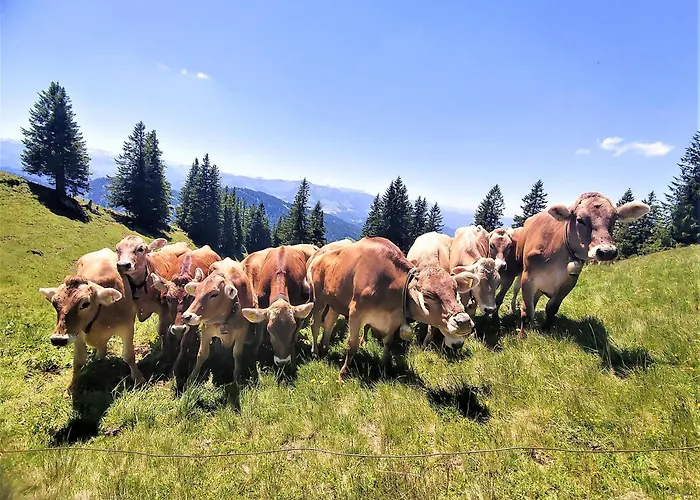 Am Schindelberglift * Oberstaufen